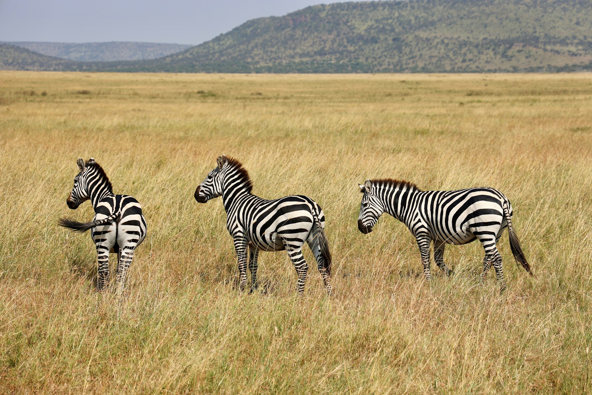 uzuri-safaris-tanzania-GptgprGhjt0-unsplash