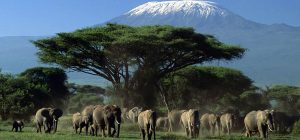 Tembea Kenya Amboseli