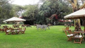 3-Day Naivasha Tours