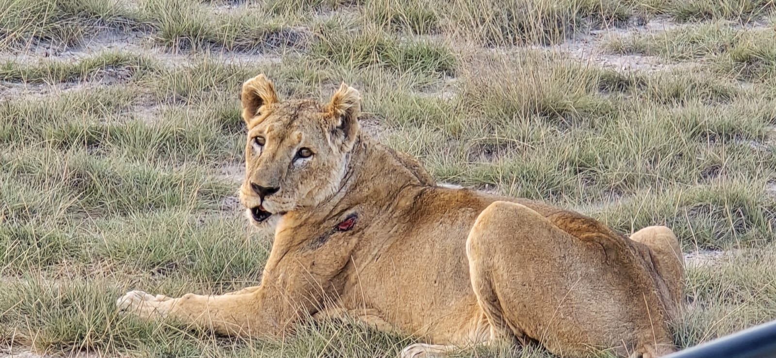 Safari Adventures